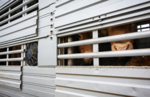 Sperona e attacca i poliziotti: camionista in manette a Tempio