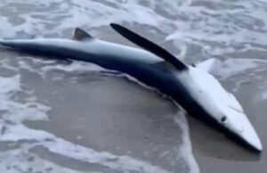 San Giovanni di Sinis, rinvenuto e soccorso uno squalo azzurro