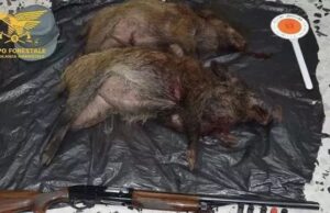 Uccidono cinghiali a Buggerru: sanzionati due cacciatori