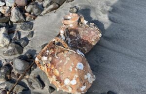 Sant’Antioco: due anfore integre riaffiorano sul bagnasciuga