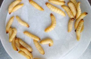 Insetti in tavola e carne sintetica: a rischio 3mila imprese sarde