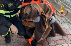 Cagnolino finisce nel canale di Terramaini, salvato dai Vigili del fuoco