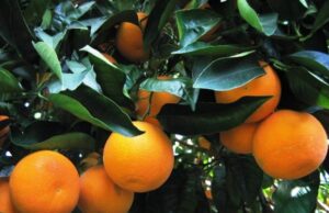 Monastir, preso il ladro di arance: nel cofano 110 kg rubati