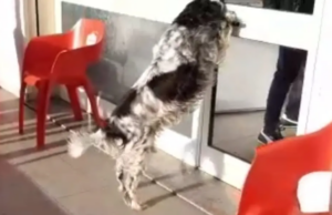 Avvelenata la mascotte di Solarussa: rabbia e sgomento nel paese