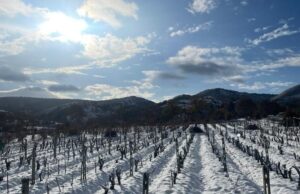 Neve in Sardegna, l’enologo Pala: “Una benedizione per i vigneti”