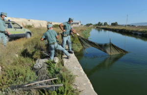 Terramaini, “beccati” con 40 kg di muggine: multa da mille euro