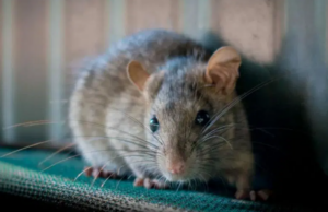 Cagliari, previste nuove disinfestazioni anti ratto