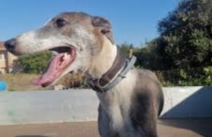 Sassari, si cerca il killer del levriero: taglia di 5 mila euro