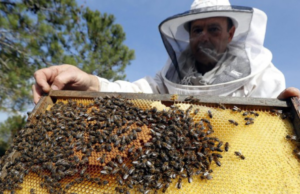 Le api soffocate dall’ondata di caldo, “effetti a lungo termine su ecosistema”