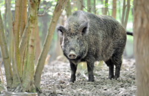 Ammazza brutalmente un cinghiale: 45enne nei guai a Bultei