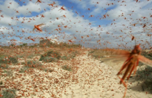 Lotta alle Cavallette, l’assessora Satta ha incontrato i sindaci