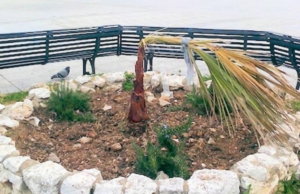 Le palme del Bastione? Già appassite: le tristi immagini da Cagliari