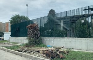 Cagliari, ritorna il pericolo Punteruolo Rosso: la denuncia in Consiglio