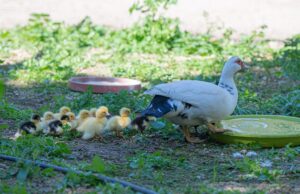 Al Parco di Monte Urpinu sono nati 14 anatroccoli