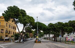 Viale Diaz: saranno abbattuti quattro pini d’Aleppo
