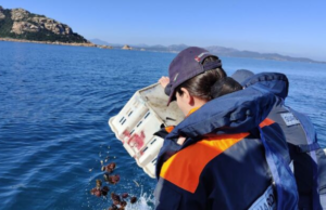 Olbia, sequestrati 2 mila ricci pescati senza autorizzazione