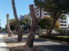 Cala la motosega sui pini di viale Diaz: polemiche a Cagliari