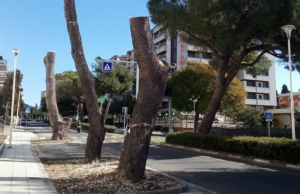 Cala la motosega sui pini di viale Diaz: polemiche a Cagliari