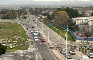 Il gregge che attraversa in via Vesalio: this is Casteddu