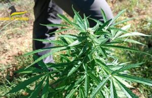 Quasi due quintali di marijuana nascosti nelle stalle, arrestato ad Ardara