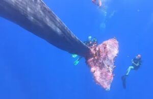 Ambiente, dal mare sardo emergono 2 tonnellate di rifiuti