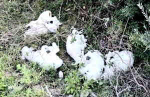 Vergogna nelle campagne di Mogoro: agnellini legati e abbandonati