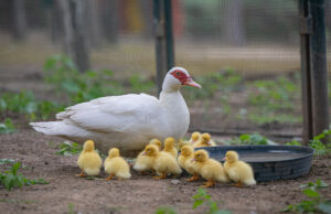 Monte Urpinu: arrivano 13 nuovi anatroccoli