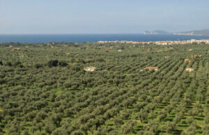 Gambero Rosso, trionfa l’Accademia Olearia: è la miglior azienda