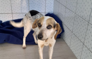 Siniscola, cagnolina impiccata sotto un ponte: salvata dai passanti