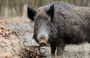Mistero ad Aglientu: un uomo tocca un cinghiale ferito e muore per infarto