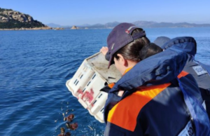 Sequestrato chiosco abusivo di ricci al Poetto di Quartu