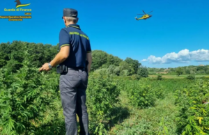 Coltiva 9mila piante di canapa, cagliaritano condannato a Latina
