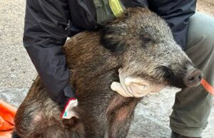 Maddy, la cinghialina ferita a La Maddalena