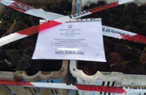 Vendevano ricci illegali a Su Siccu: sanzioni della Guardia Costiera