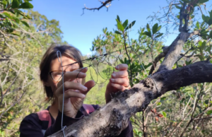 Aveva piazzato oltre 300 trappole per uccelli, fermato nel Cagliaritano