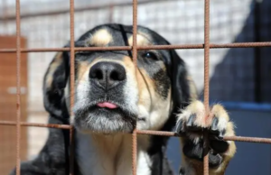 Ittireddu, 19 cani rinchiusi in cinque box: denunciato il proprietario