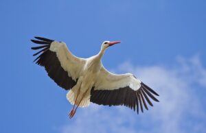 In Sardegna tornano a nidificare le cicogne bianche