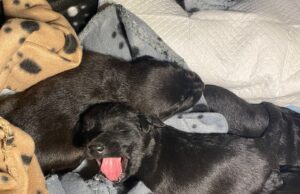 Castelsardo, sei cuccioli di cane “gettati” in buste di plastica