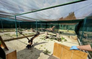 Voleranno liberi nel sud Sardegna i 12 grifoni salvati in Spagna