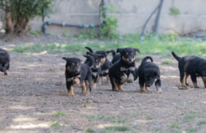 Cagliari, via libera alle adozioni dei cagnolini del canile di via Po