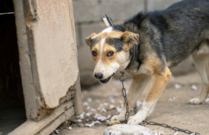 Cani a catena, avviata una proposta per il divieto in Sardegna