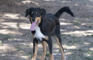 Cagliari, Tropic aspetta un padrone al Canile Comunale