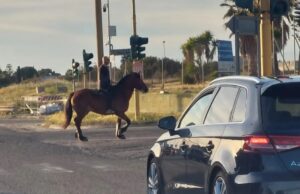 “Hai visto un cavallo?”: curiosa scena sulla 554 davanti agli automobilisti