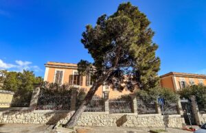 Cagliari, abbattimento pino in viale Sant’Ignazio: pericoloso per i passanti