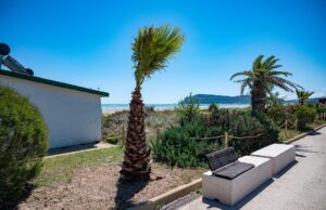 Il Lungomare Poetto si rifà il look: a dimora 134 nuove palme