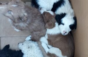 Cuccioli abbandonati a Sarule, il sindaco: “Ne adotterò uno”