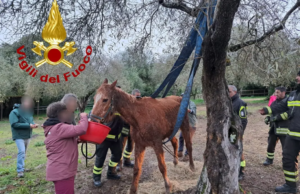 Cavalla anziana impantanata nel fango, i Vigili del fuoco la salvano
