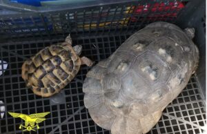 Mettono in vendita otto tartarughe protette, denunciati in Trexenta