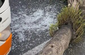 Singolare incidente a Cagliari: Ctm tocca un albero, che si spezza e cade