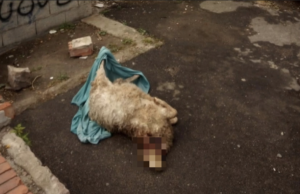 Vergogna a Cagliari: pecora sgozzata lasciata nel quartiere di Stampace